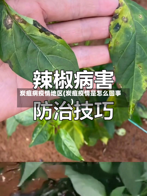 炭疽病疫情地区(炭疽疫情是怎么回事)-第2张图片