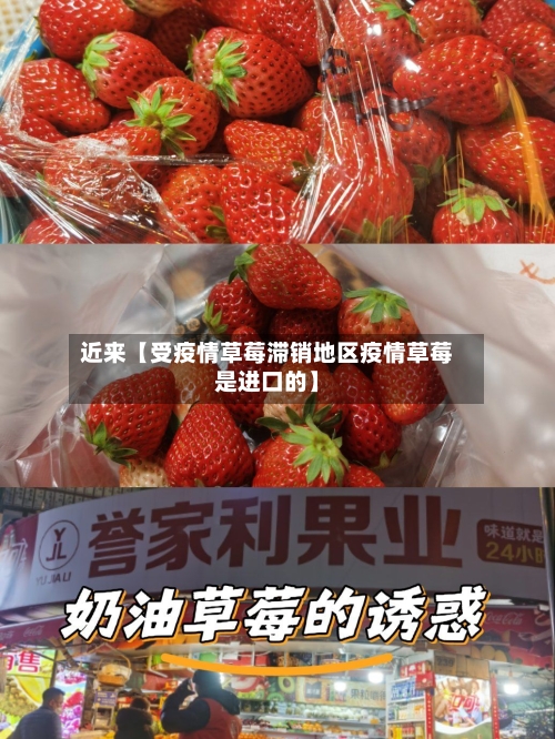 近来【受疫情草莓滞销地区疫情草莓是进口的】-第3张图片