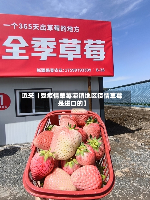 近来【受疫情草莓滞销地区疫情草莓是进口的】