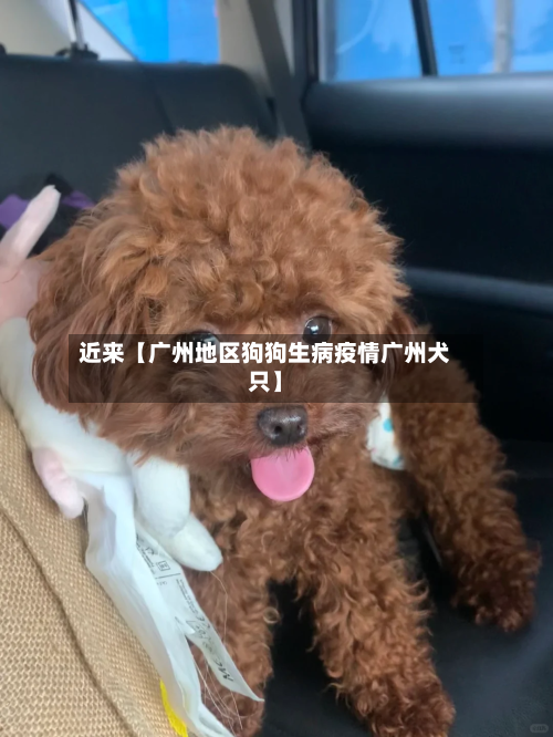 近来【广州地区狗狗生病疫情广州犬只】